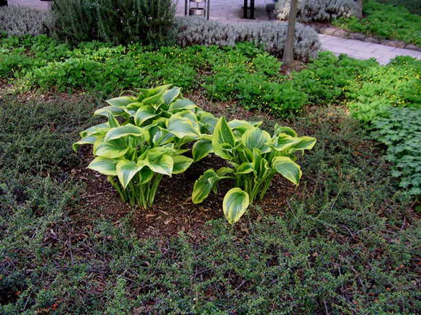 n_n_b_36  Goldrand-F1.jpg